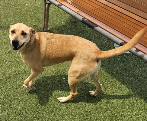 *LIL LUNA - Labrador Retriever available for adoption