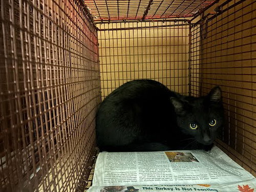 *GUILLERMO - Domestic Short Hair available for adoption