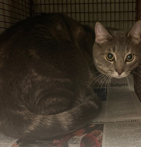 DAWN - Domestic Short Hair available for adoption