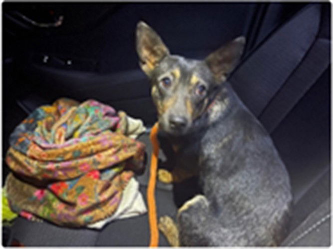 adoptable Dog in Austin, TX named A927971