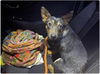 adoptable Dog in  named A927971