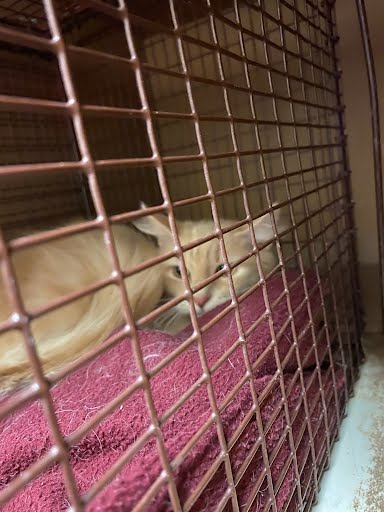 *EMILY - Domestic Medium Hair available for adoption
