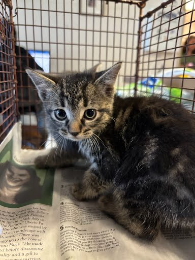 A928114 - Domestic Short Hair available for adoption