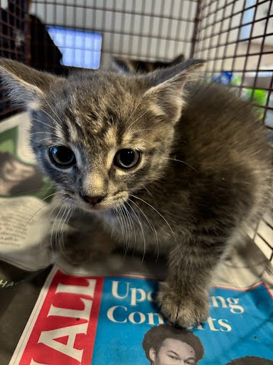 A928115 - Domestic Short Hair available for adoption