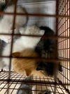 adoptable Cat in  named A928146