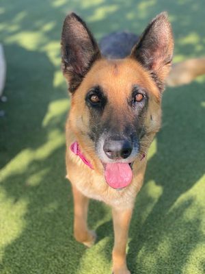 BAGHEERA - German Shepherd Dog available for adoption