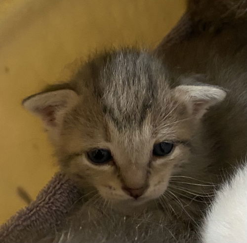 picture of the cat needing adoption