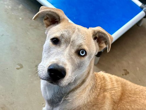 *EDWIN - Labrador Retriever / Husky available for adoption