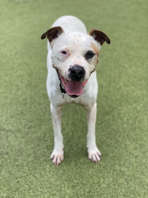 *SANTIAGO - Pit Bull Terrier available for adoption