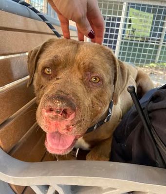 *ZAZU - Pit Bull Terrier available for adoption