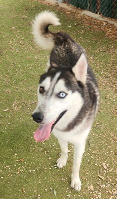 *KENAI - Husky available for adoption