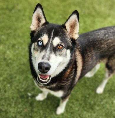 *KOSA - Siberian Husky available for adoption