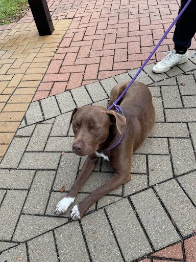EDDIE - Labrador Retriever available for adoption