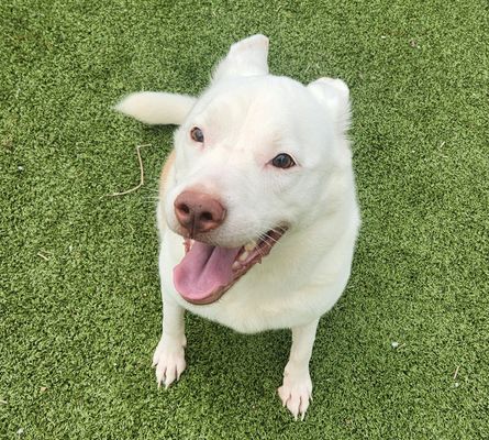 *ELVIE - Australian Cattle Dog/Blue Heeler / Husky available for adoption