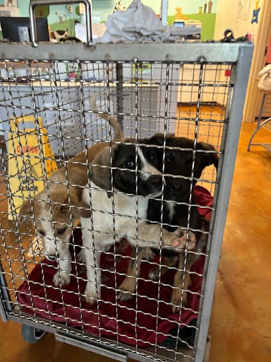 *BLUEBELL - Labrador Retriever / German Shepherd Dog available for adoption