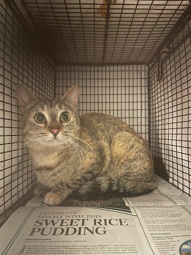 *BRANDI - Domestic Short Hair available for adoption