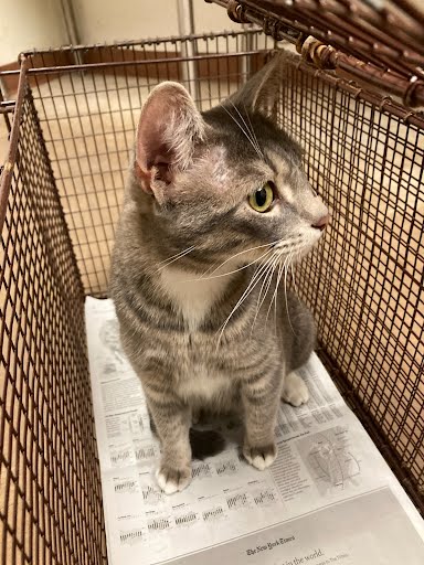 picture of the cat needing adoption