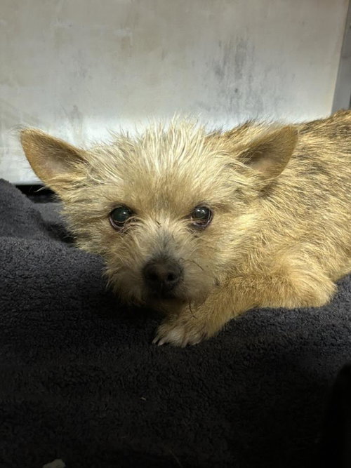 ZOEY - Cairn Terrier available for adoption