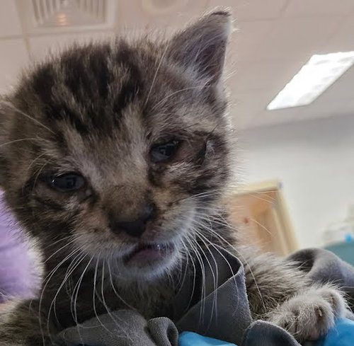 *TEDDY - Domestic Short Hair available for adoption