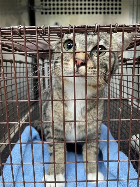 *JUPITER - Domestic Short Hair available for adoption