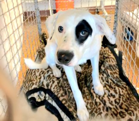 MAX - Australian Cattle Dog/Blue Heeler available for adoption