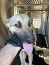 adoptable Dog in  named *DAKOTA