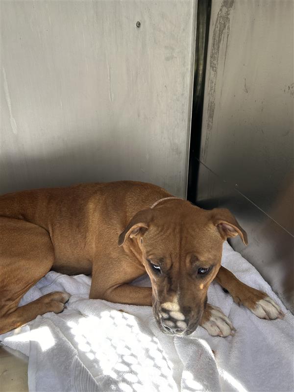 adoptable Dog in Austin, TX named *TSUNADE