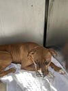 adoptable Dog in  named *TSUNADE