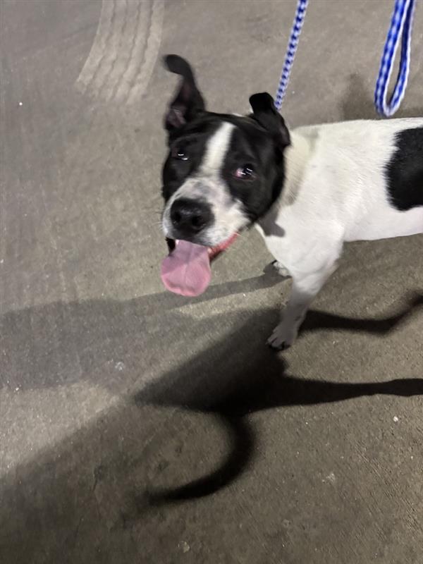 adoptable Dog in Austin, TX named *MUNCH