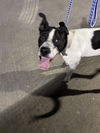 adoptable Dog in  named *MUNCH