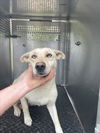 adoptable Dog in  named *CARMELLA
