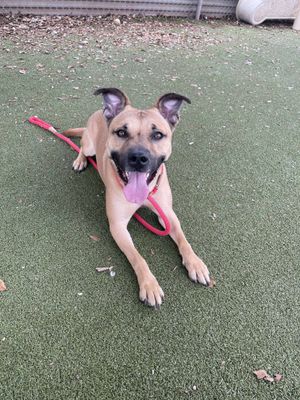 BARON - Black Mouth Cur available for adoption