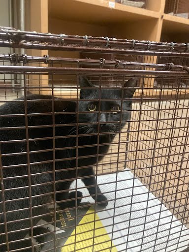 *RAVEN - Domestic Short Hair available for adoption
