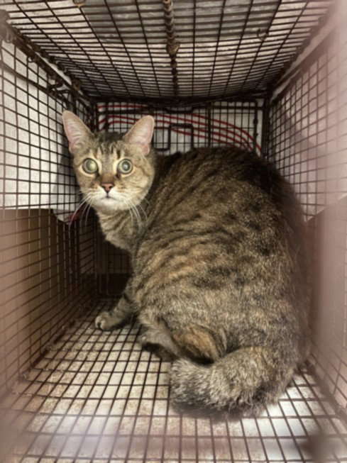 SKITTLES - Domestic Short Hair available for adoption