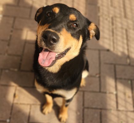 BLACK DOG - Labrador Retriever available for adoption