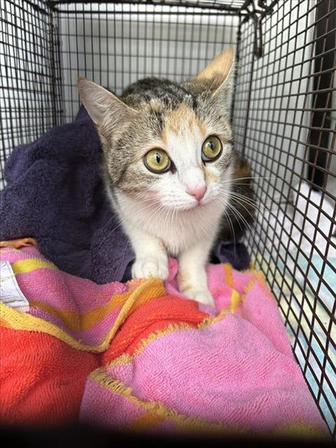 *CLOVER - Domestic Short Hair available for adoption