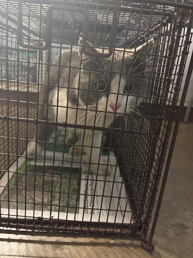 *PETER - Domestic Short Hair available for adoption