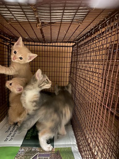 *SUMMER - Domestic Short Hair available for adoption