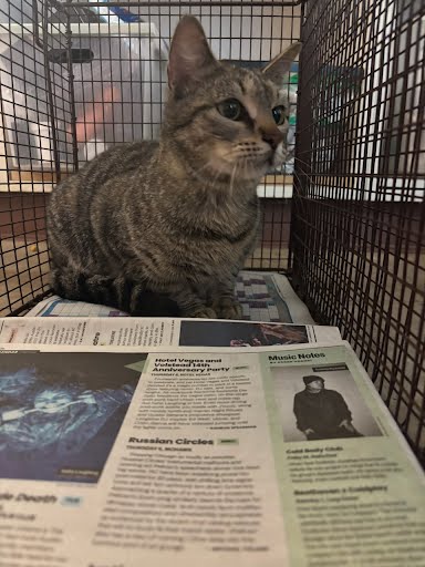 *BUNNY - Domestic Short Hair available for adoption