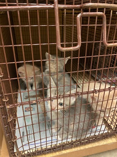 A928459 - Domestic Short Hair available for adoption