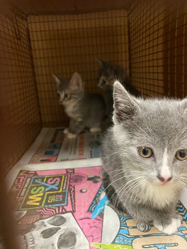 *WINTER - Domestic Short Hair available for adoption