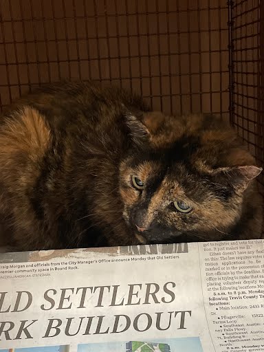 *STACY - Domestic Short Hair available for adoption