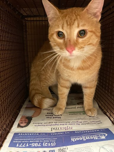 *MR. TANGERINE MAN - Domestic Short Hair available for adoption