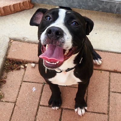 GEORGIA - Pointer / Pit Bull Terrier available for adoption