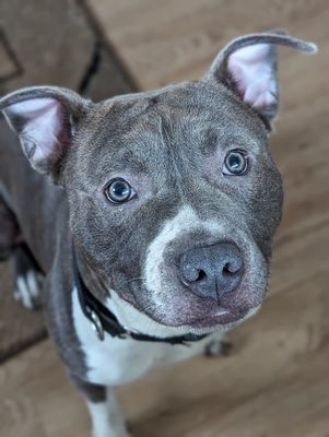 *CHEECH - Pit Bull Terrier available for adoption