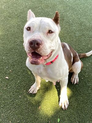 Pit Bull