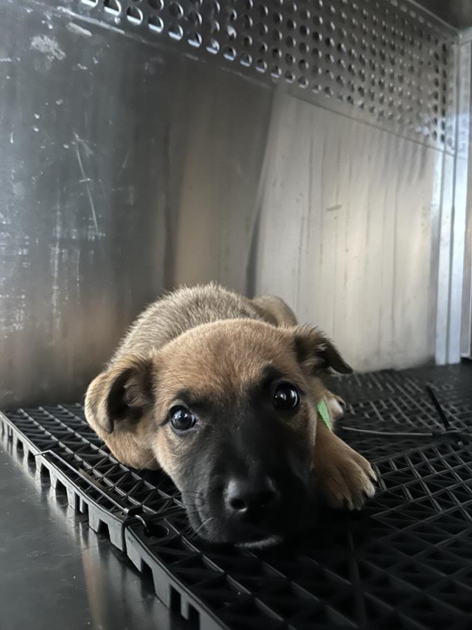 adoptable Dog in Austin, TX named *PATRICK