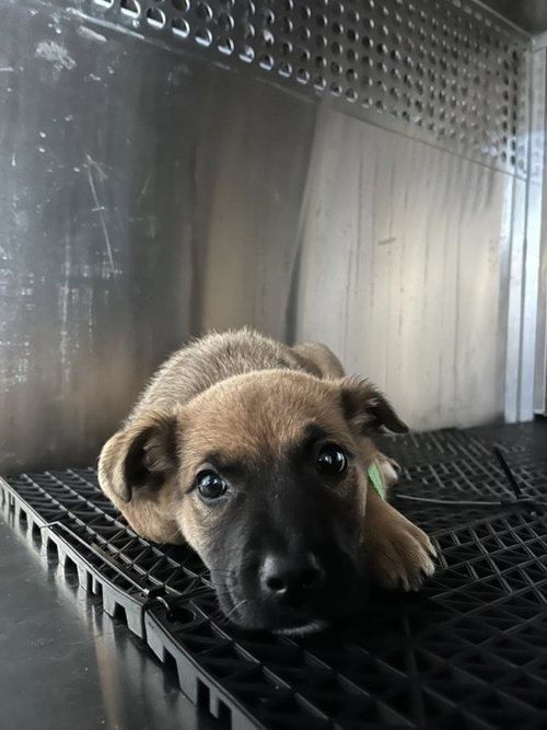 *PATRICK - Belgian Shepherd Malinois available for adoption
