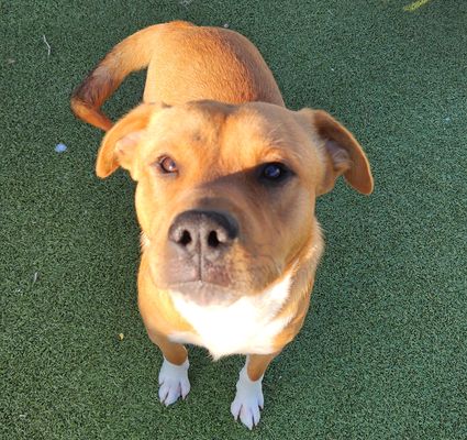 *HOMEBOY - Pit Bull Terrier / German Shepherd Dog available for adoption
