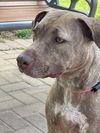 adoptable Dog in  named ZARIAH